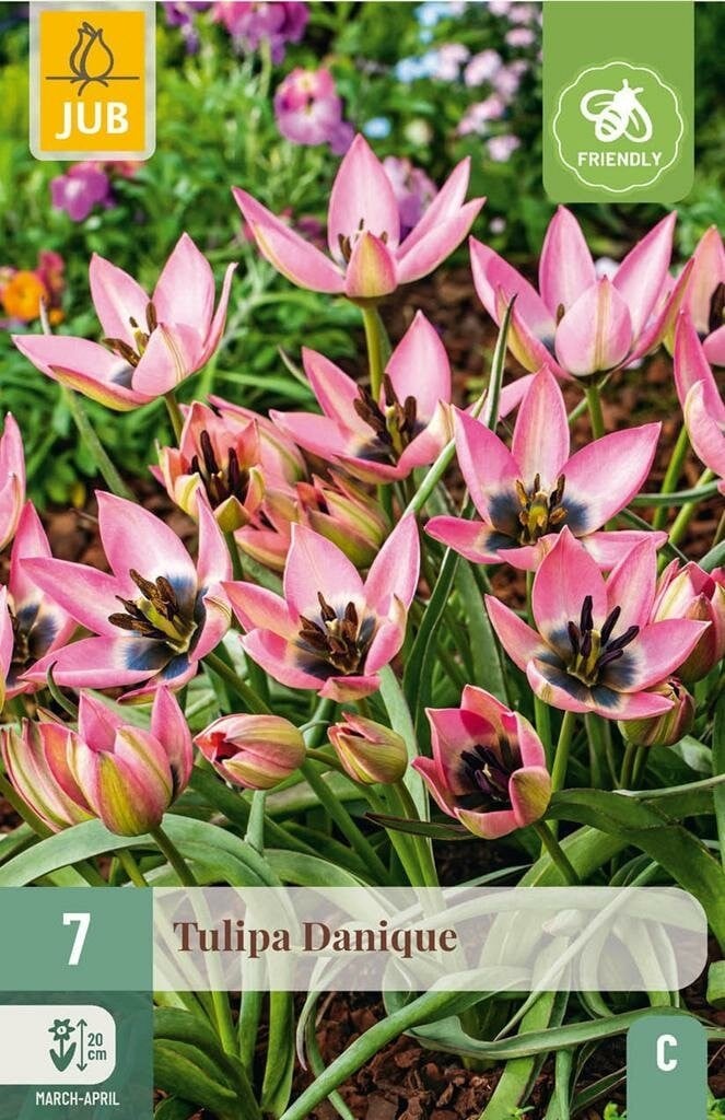 Tulp Danique 7 bollen Jub