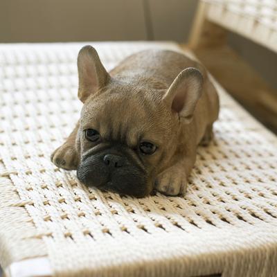 Hi-Line SoReal Brown French Bulldog