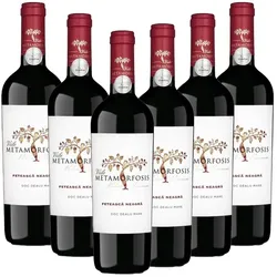 Vitis Metamorfozis METAMORFOSIS Schwarze Mädchentraube (Feteascä Neagrä) - 6er Karton