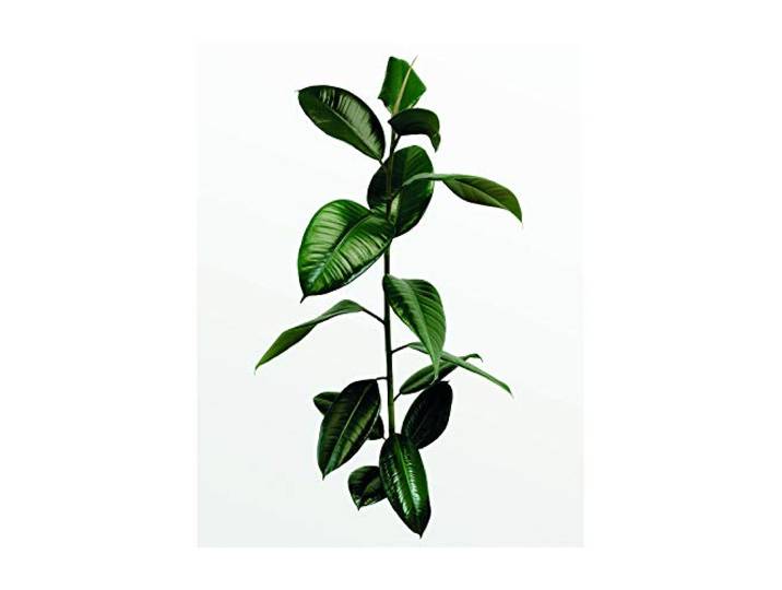 Komar Wandbild Ficus Branch Poster, Bild, Wohnzimmer, Schlafzimmer, Dekoration, Kunstdruck ohne Rahmen P059-40x50 Größe: 40 x 50 cm (Breite x Höhe)