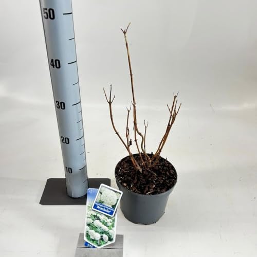 Annabelle Hydrangea arborea in pot, 25-30 cm