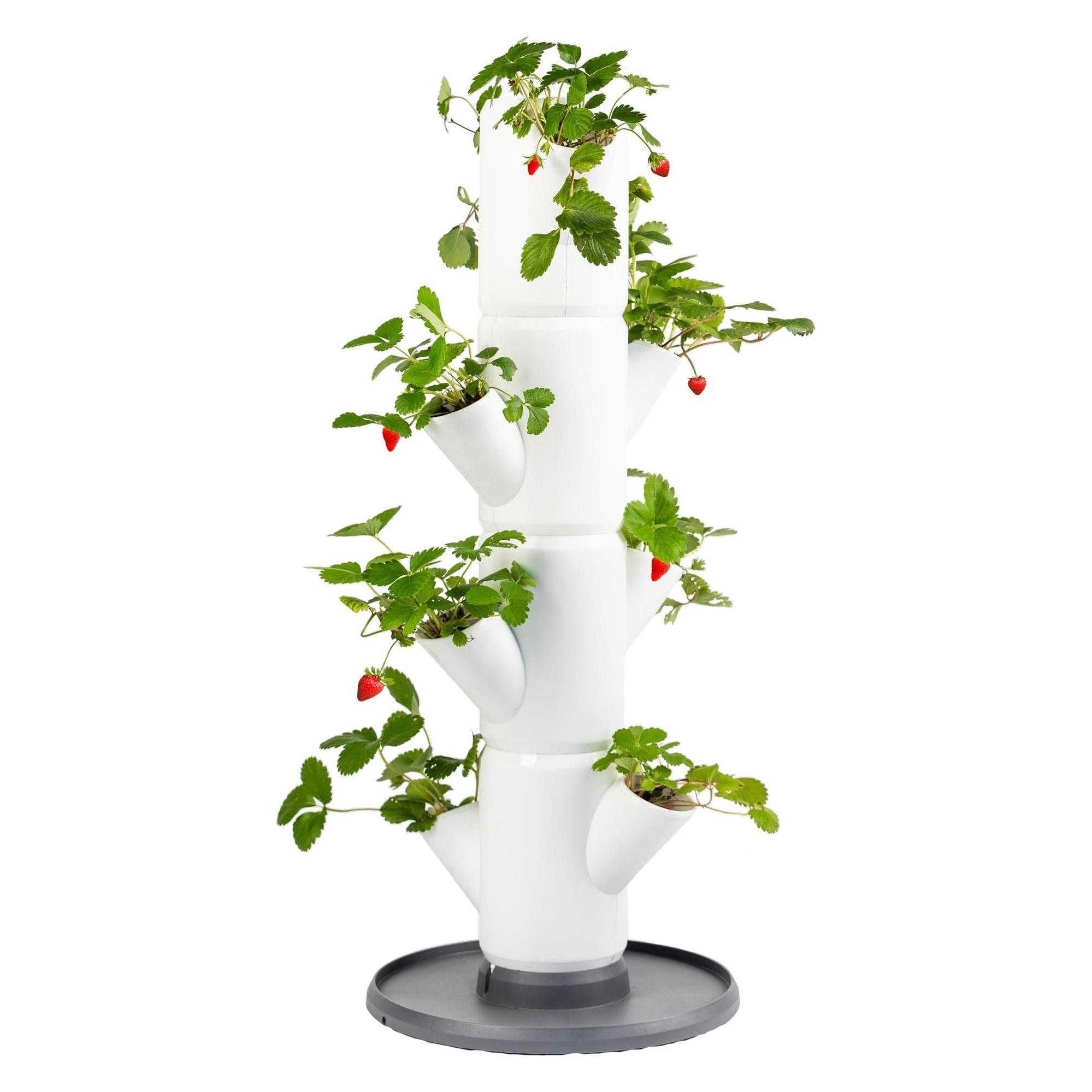 Gusta Garden Sisi Strawberry (27 x 27 x 77 cm) (100569)