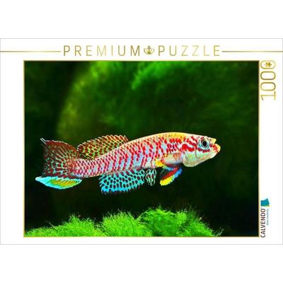 CALVENDO Puzzle Raddaella batesii, KAMERUN | 1000 Teile Lege-Größe 64x48cm Foto-Puzzle für glückliche Stunden