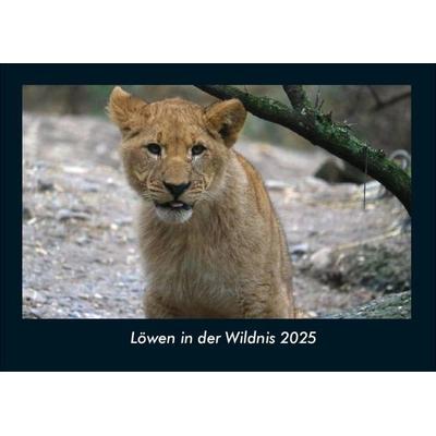 Löwen in der Wildnis 2025 Fotokalender DIN A4