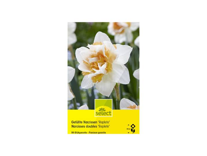 Select Blumenzwiebel Narzissen Replete