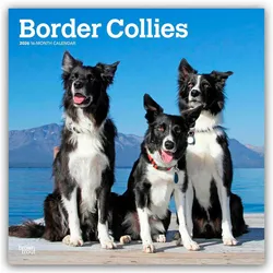Flechsig, Kalender, Border Collies 2026 - 16-Monatskalender (30.5 x 30.5 cm)