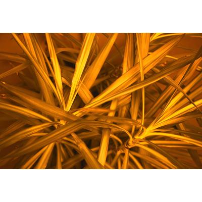 Fototapete ARCHITECTS PAPER "Jungle Plant", bunt (braun, gelb, orange), B:4m L:2,7m, Vlies, Tapeten, Vlies, Wand, Schräge