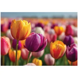 FOTOTAPETE Blumen Tulpen Bunt 300x210 cm