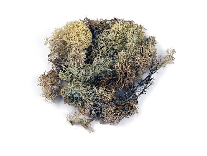 Rayher Islandmoos Natur 100 g