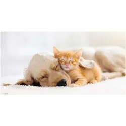 CoverYourDesk, Unterlage, Schreibtischunterlage Freundschaft zwischen Katze und Hund