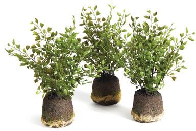 Porch & Petal Maidenhair Drop-Ins, Set Of 3 - Green