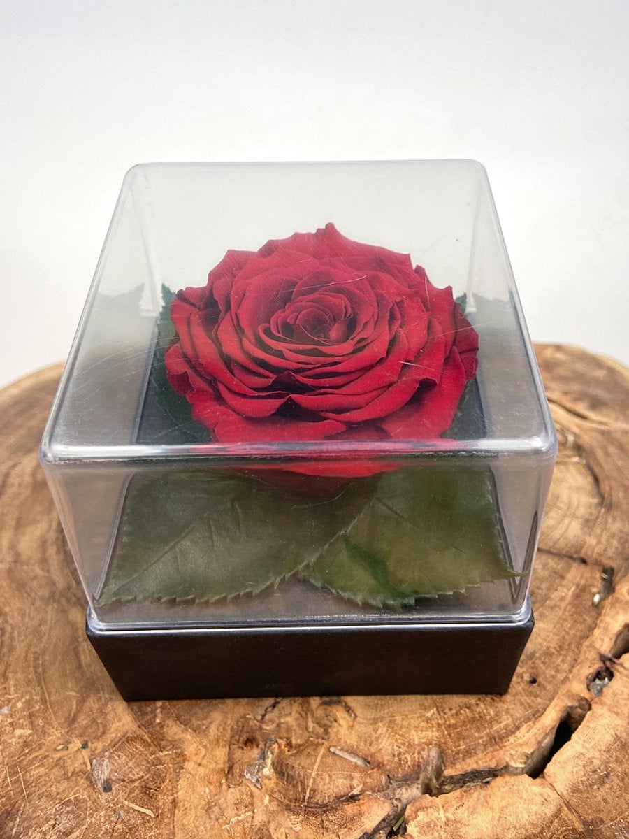 Longlife Roos in transparante giftbox van Droogbloemetjes.nl