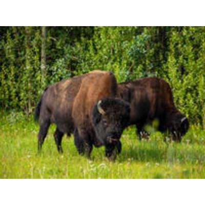 CALVENDO Puzzle Waldbison | 2000 Teile Lege-Größe 90 × 67 cm Foto-Puzzle für glückliche Stunden