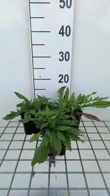 6 x Knautia macrantha Red Knight Witwenbloem - Pot van 9 x 9 cm - GRDplanten