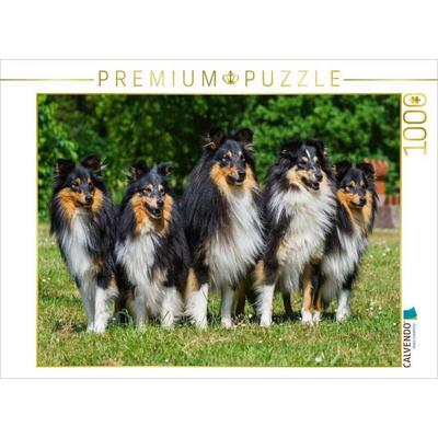 CALVENDO Puzzle Sheltie-Gruppe | 1000 Teile Lege-Größe 64x48cm Foto-Puzzle für glückliche Stunden