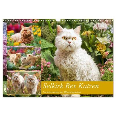 Selkirk Rex Katzen. Lockenzauber im Blumengarten (Wandkalender 2026 DIN A3 quer), CALVENDO Monatskalender