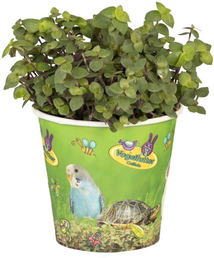 Pflanzen Kriechendes Schönpolster Callisia H 17 cm 12 cm Topf