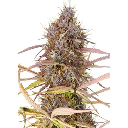 Royal Queen Seeds Purple Queen  3 Samen - 3