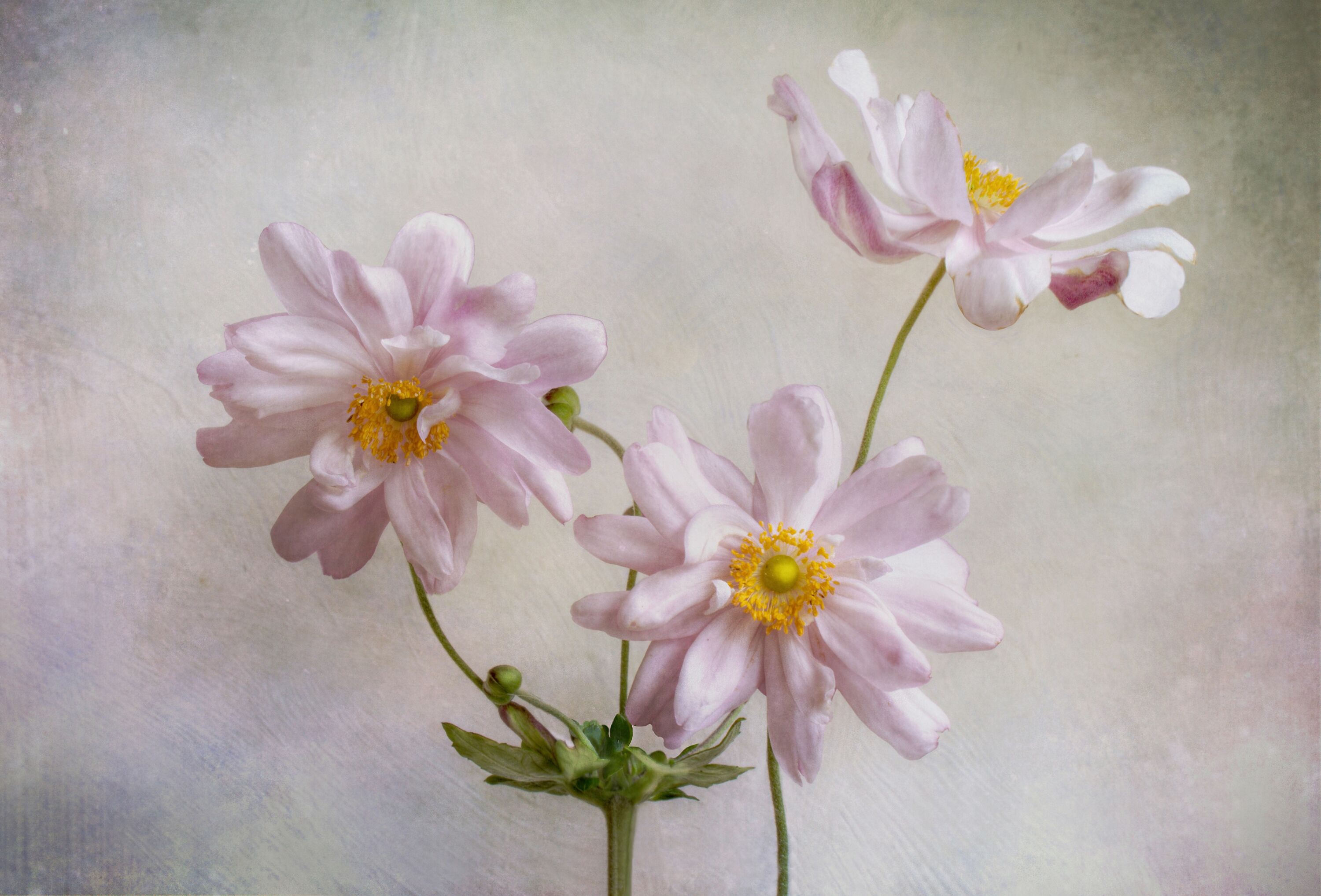 Fototapete PAPERMOON "Photo-Art MANDY DISHER, ANEMONEN", bunt, B:1,5m L:1,11m, Vlies, Tapeten, Fototapete