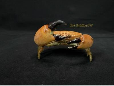 Inspire Essentials Real Crab Specimen Display Collectible Ocean Decor Desk Ornament 8