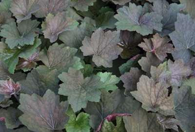 6 x Heuchera hybr. Brownies Purperbloemige kornoelje - Pot van 9 x 9 cm - GRDplanten