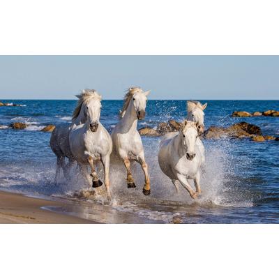 Fototapete PAPERMOON "Camargue-Pferde", bunt, B:3,5m L:2,6m, Vlies, Tapeten