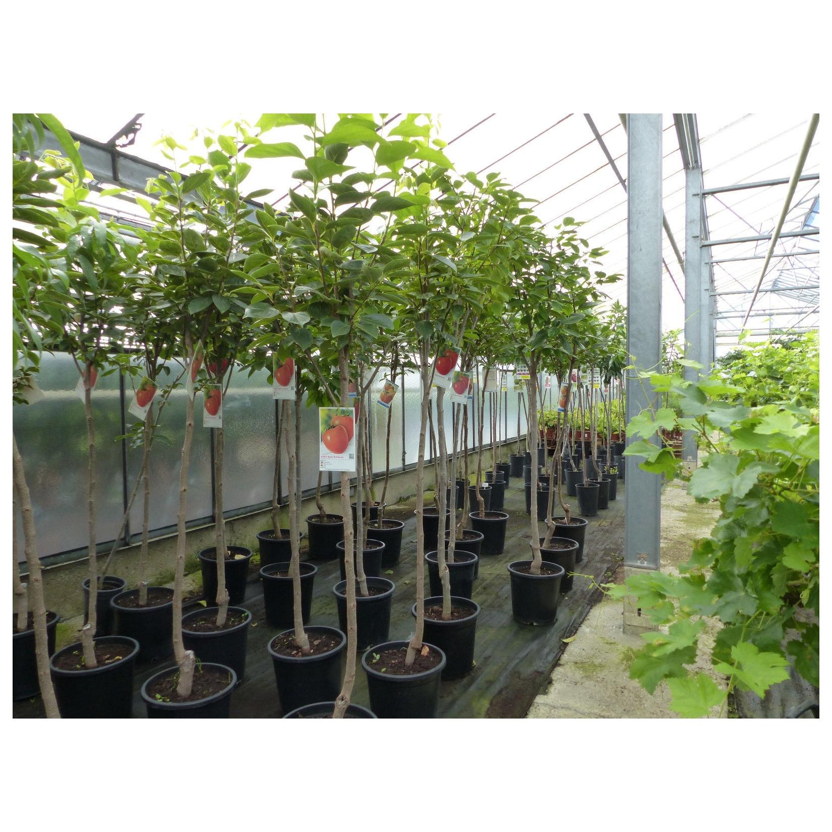 Kaki Baum 160-180 cm Sorte "Rojo Brilliante" Kakipflaume Pflanze