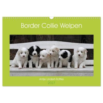 Border Collie Welpen (Wandkalender 2027 DIN A3 quer), CALVENDO Monatskalender