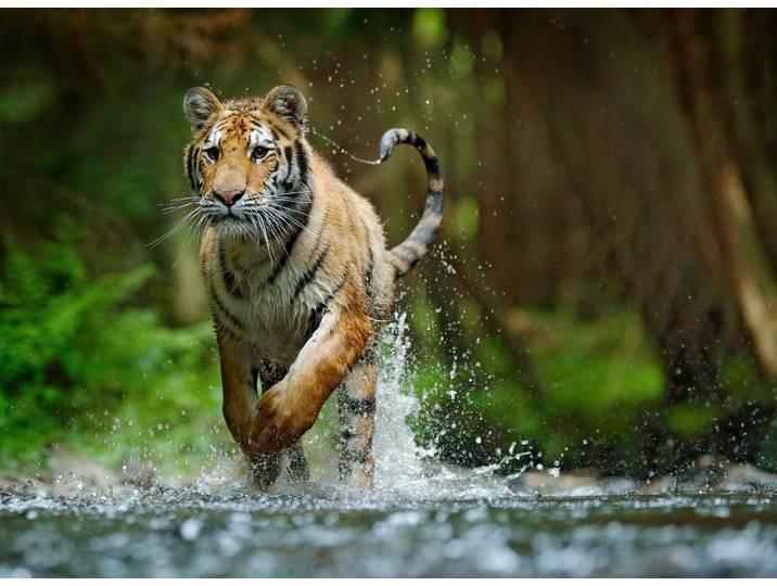 Fototapete PAPERMOON Siberian Amur Tiger , bunt, B:5m L:2,8m, Vlies, Tapeten, Fototapete