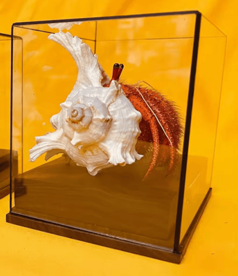 Inspire Picks Real Crab Specimen Display Handcrafted Natural Collector Decor With Custom Options with Glass Cover 15