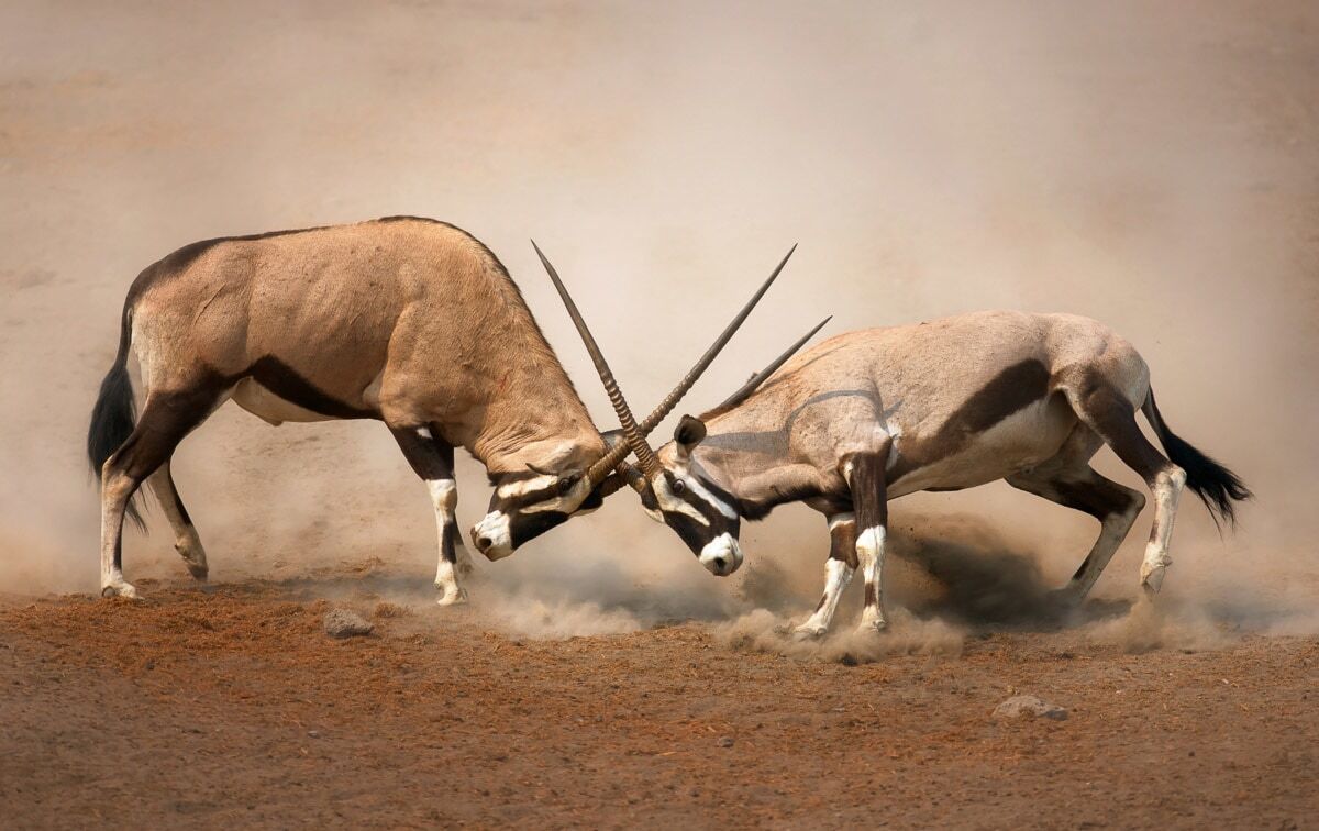 Fototapete PAPERMOON "Gemsbocks Fight", bunt, B:1,5m L:1,11m, Vlies, Tapeten, Fototapete bunt B/L: 1,5m x 1,11m, Rollen: 1