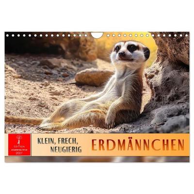 Erdmännchen - klein, frech, neugierig (Wandkalender 2027 DIN A4 quer), CALVENDO Monatskalender