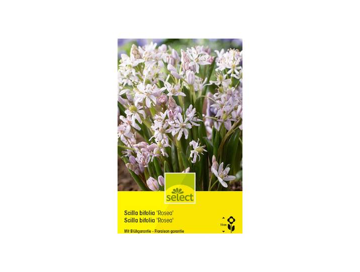Select Blumenzwiebel Scilla bifolia Rosea ''