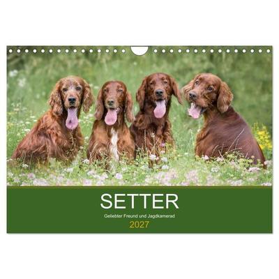 Setter - Geliebter Freund und Jagdkamerad (Wandkalender 2027 DIN A4 quer), CALVENDO Monatskalender