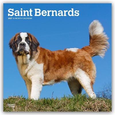Saint Bernards – Bernhardiner 2027 – 16-Monatskalender