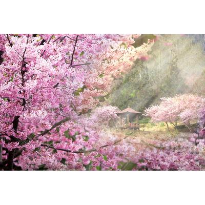 Fototapete PAPERMOON "Kirschblüten Bäume", bunt, B:2,5m L:1,86m, Vlies, Tapeten