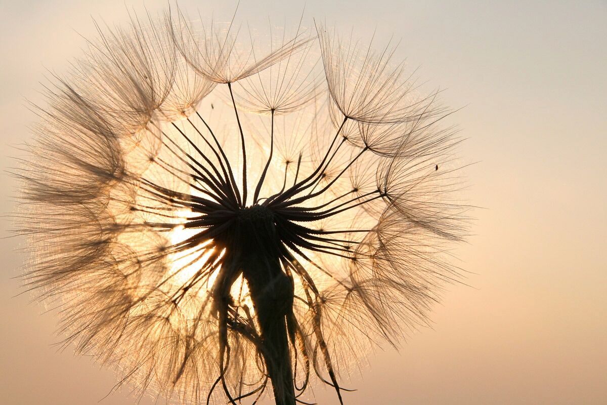 Fototapete PAPERMOON "Pusteblume", bunt, B:3m L:2,23m, Vlies, Tapeten, Fototapete