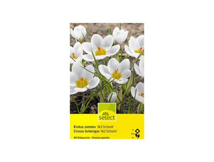 Select Blumenzwiebel Crocus chrysanthus Ard Schenk ''