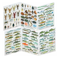 Fischfaltblatt - Süsswasser