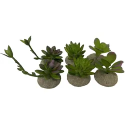 6x EBI Terra Della Succulent S, Terrariumeinrichtung