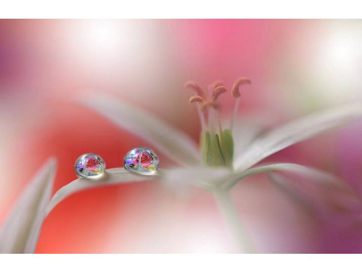 Fototapete PAPERMOON Zen Wassertropfen mit Blume Makro , bunt, B:5m L:2,8m, Vlies, Tapeten, Fototapete