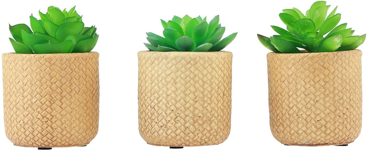 Decoratieve vetplant EDM 898158, 10 cm