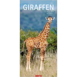 Weingarten, Kalender, Giraffen Kalender 2027
