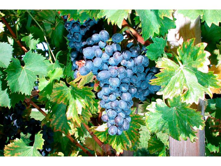 Robustarebe® Nero blau 100-120 cm inklusive Topf