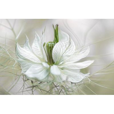 Fototapete PAPERMOON "Photo-Art MANDY DISHER, NIGELLA", bunt, B:3,5m L:2,6m, Vlies, Tapeten