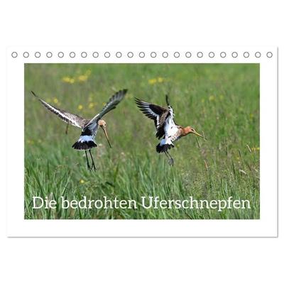 Die bedrohten Uferschnepfen (Tischkalender 2026 DIN A5 quer), CALVENDO Monatskalender