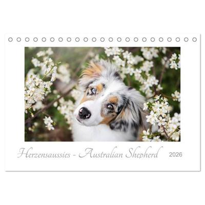 Herzensaussies - Australian Shepherd (Tischkalender 2026 DIN A5 quer), CALVENDO Monatskalender