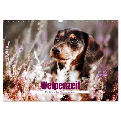 Welpenzeit - Ein Jahr voller spannender Pfotenabenteuer (Wandkalender 2027 DIN A3 quer), CALVENDO Monatskalender