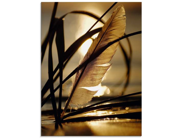 Glasbild ARTLAND Feder im Abendlicht , gold (farbe bild(er): goldfarben), B:45cm H:60cm, Bilder, Glasbild, in verschiedenen Grössen