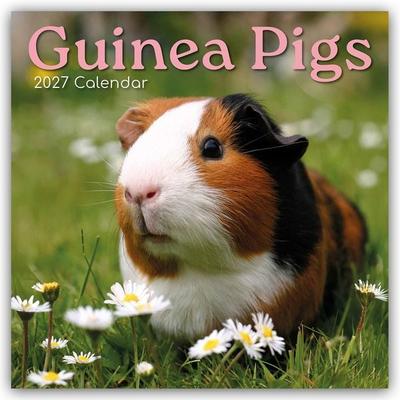 Guinea Pigs – Meerschweinchen 2027 – 16-Monatskalender